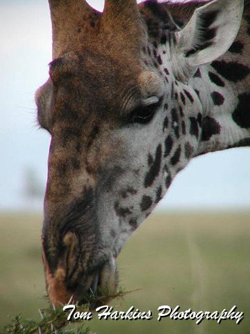 Geofrey close up.jpg